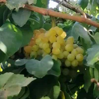 خانه ویلایی 300متر زمین 175متر ساخت|فروش خانه و ویلا|کبودرآهنگ, |دیوار