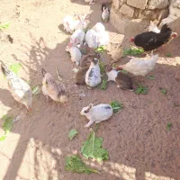 خرگوش|حیوانات مزرعه|کاشان, کارخانه سایپا کاشان|دیوار