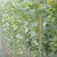 نهال صنوبر نیگرا