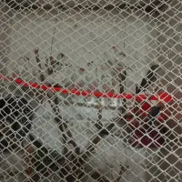 فنچ|پرنده|مشهد, حسین‌آباد|دیوار