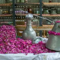 تور نیاسر گلابگیری و باغ فین کاشان۴۰۰تومان