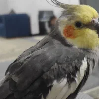 عروس هلندی گمشده