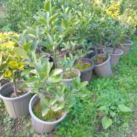 فروش گلهای فضای باز|گل و گیاه طبیعی|لنگرود, |دیوار