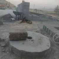 سگ ژرمن ماده