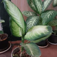 انواع گل اپارتمانی|گل و گیاه طبیعی|نهاوند, |دیوار