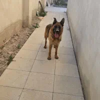 واگذاری  سگ ژرمن