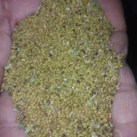 بذر یونجه اصیل همدانی پایه بلند«هر کیلو۳۵۰»