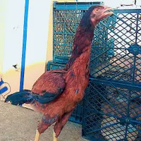 اسباب بازی