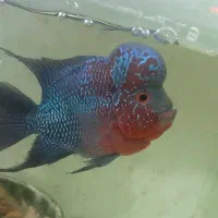 انواع گوپی مولد