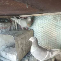 نروماده خطی