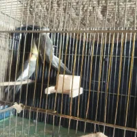 پرنده|پرنده|ارزوئیه, |دیوار