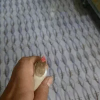 فنچ نرگسی شکلاتی|پرنده|مبارکه, |دیوار