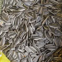 تخمه افتابگردان