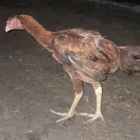 جوجه خروس