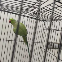 طول ملنگو|پرنده|مشهد, کشف|دیوار