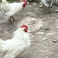 دو عدد جاپنیز