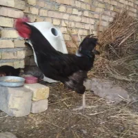 خروس