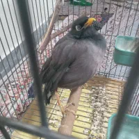 مرغ مینا|پرنده|ری, سیزده آبان|دیوار