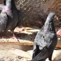 فروش 4عدد پلاکی سیاه در بندر دیر|پرنده|بندر دیر, |دیوار