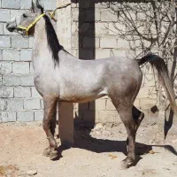 فروش اسب نریان عرب|اسب و تجهیزات اسبسواری|چادگان, |دیوار