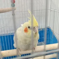 عروس هلندی نر و ماده|پرنده|مبارکه, |دیوار