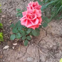 مدل شنیون ومیکاپ هستم