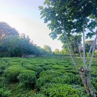 ۳۰۰متر کامل مسکونی جای دنج در دل طبیعت|فروش زمین و ملک کلنگی|شفت, |دیوار