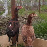 جوجه لاری اصیل ۴ماهه تاج مهر