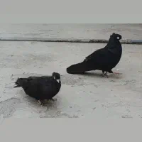 کفتر|پرنده|چرام, |دیوار