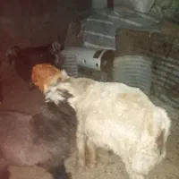 بره بختیاری|حیوانات مزرعه|شیراز, احمدآباد|دیوار