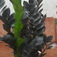 گل آپارتمانی بنت به خاطر روز مادر ارزون زدم|گل و گیاه طبیعی|تبریز, |دیوار