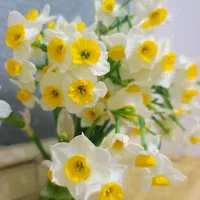 گل نرگس خوسف|گل و گیاه طبیعی|بیرجند, |دیوار