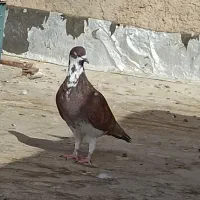 کبوتر جوانه ارزون|پرنده|سبزوار, امیر کبیر|دیوار