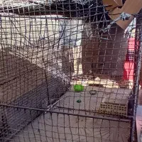 وسایل خانه قفس مرغ پشتی دستبافت کمدکابینت