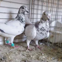 کبوتر|پرنده|یزد, |دیوار