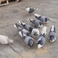 کفتر|پرنده|شاهین‌شهر, گزبرخوار|دیوار