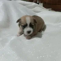 پامر اشپیتز|سگ|تهران, مینای شمالی (مخبر)|دیوار