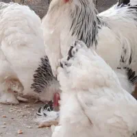 تخم  برهما لایت