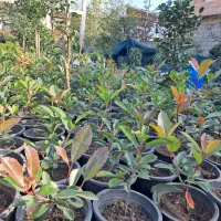 گلکاری باغبانی فضای سبز