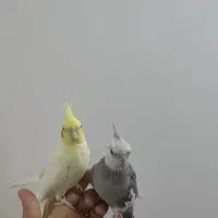 یک جفت عروس هلندی