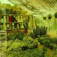 انواع گل و گیاه آپارتمانی و آبنما و...|گل و گیاه طبیعی|کرمان, |دیوار