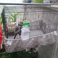 عروس هلندی نر سخنگو به فروش میرسد|پرنده|سنقر, |دیوار