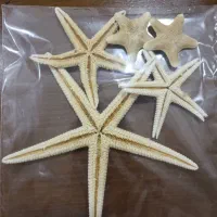 حراج صدف طبیعی|حراج|رشت, کوی جام جم|دیوار