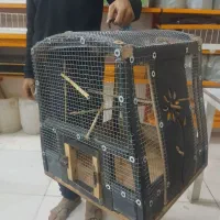 قفس چوبی برای انواع پرنده|لوازم جانبی حیوانات|شادگان, |دیوار