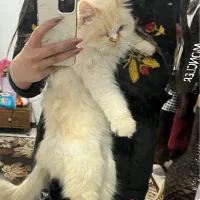 گربه پرشین|گربه|قم, پردیسان|دیوار