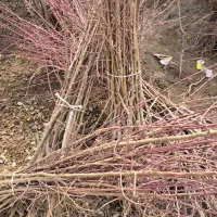 بادامی که مقاوم به کم‌آبیه|خدمات باغبانی و درختکاری|محمودآباد, |دیوار