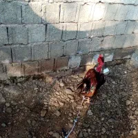 خروس گردن لختی