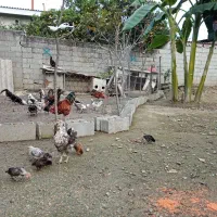 خروس محلی.مرغ لاری گلین واردک خارجی لهستانی|حیوانات مزرعه|نشتارود, |دیوار