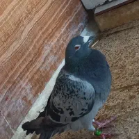 پلاکی|پرنده|شادگان, |دیوار