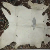 قالیچه دستبافت وپوست|فرش|کرمانشاه, |دیوار